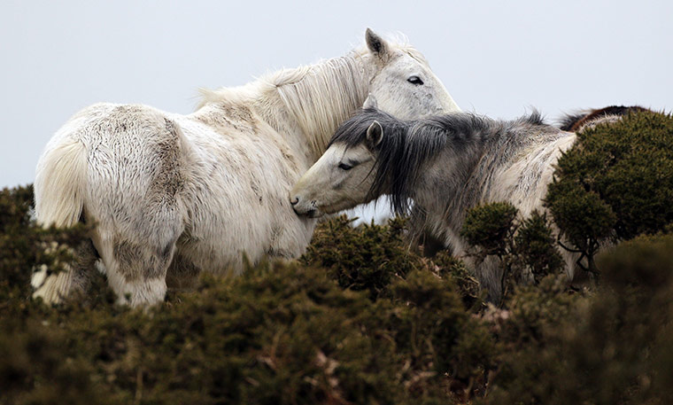 Week in wildlife: Ponies groom each other on Bodmin Moor, UK