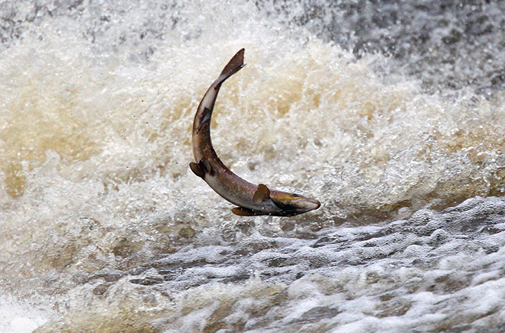 Week in wildlife: Salmon leaps in the river Etterick in Selkirk, Scotland