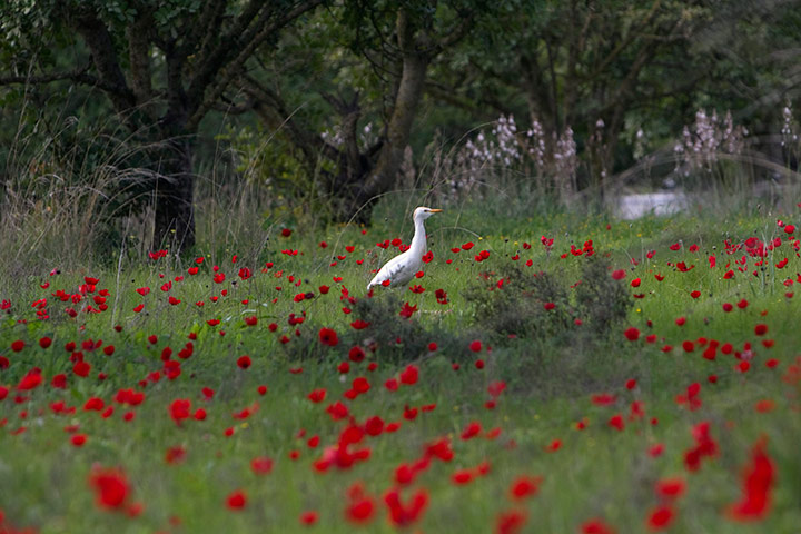 Week in wildlife: An egret stands amongst anemone flowers, Israel