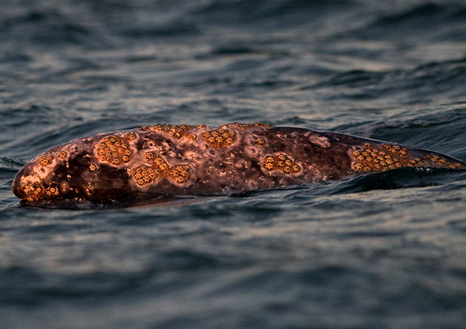 Week in wildlife: A gray whale surfaces at the Ojo de Liebre lagoon