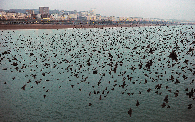 Week in wildlife: A large flock of starlings swoops off the coast of Brighton