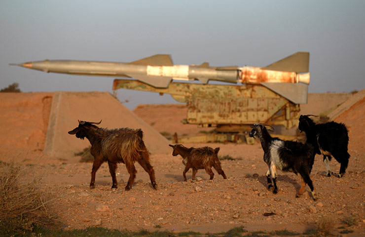 Libya 25: Goats walk past a Surface-to-Air Missile