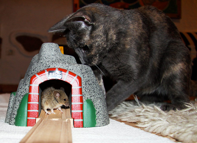 In pictures: play: Cat and mouse