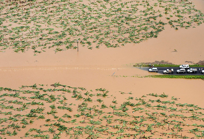 Cyclone Yasi: Traffic is stopped by a submerged and detroyed banana plantation after Yasi