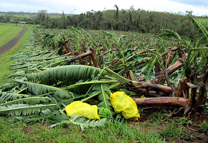 Cyclone Yasi: A banana farm is flooded Innisfail, Queensland after cyclone Yasi