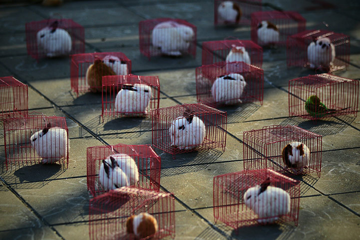 24 hours in pictures:  Prize rabbits at a temple fair to celebrate Chinese New Year