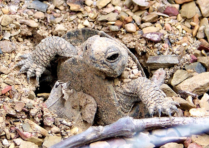 Week in wildlife: Wood turtles