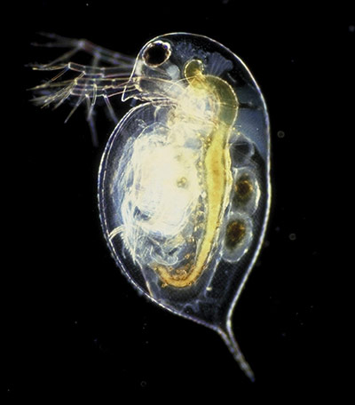 Week in wildlife: Water Flea