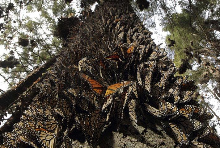 Week in wildlife: Hundreds of Monarch butterflies in the Mexican state of Michoacan