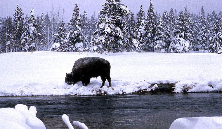 Week in wildlife:  a bison digs under the snow to graze inside Yellowstone National Park