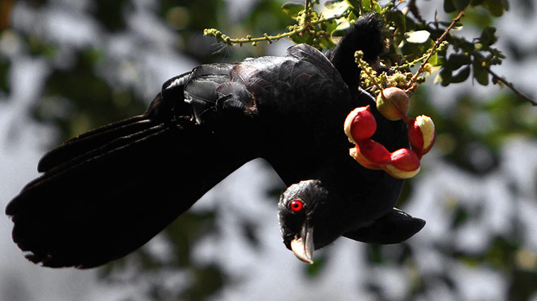 Week in wildlife: A bird hangs on a tree in Karachi, Pakistan