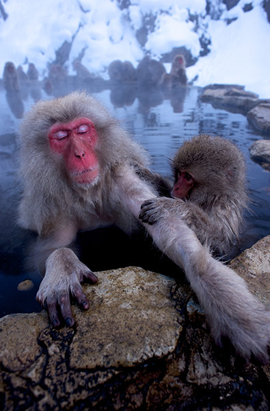 Week in wildlife: Snow Monkeysat Jigokudani Yaen Park Monkey Park, Nagano, Japan