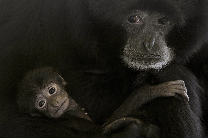 Week in wildlife: Baby gibbon