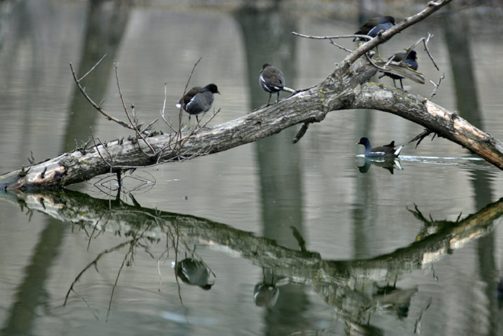Week in wildlife: Vanishing Wetlands of Kashmir