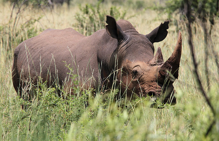 Week in wildlife: South Africa loses 21 rhinoceros to poaching in January 2011