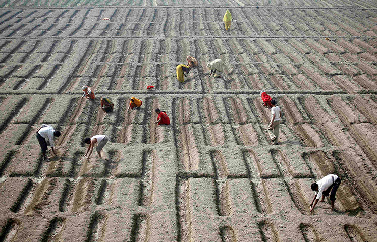 24 hours in pictures: Farmers work in a cucumber field in New Delhi