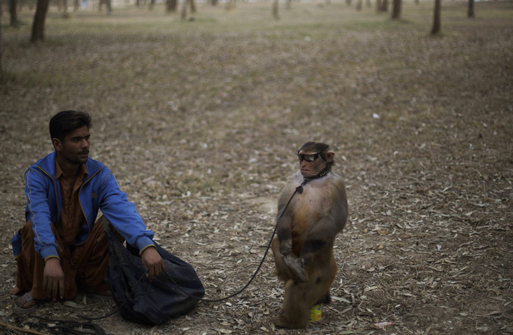 24 Hours: A trained monkey sits on a can next to his owner in Islamabad