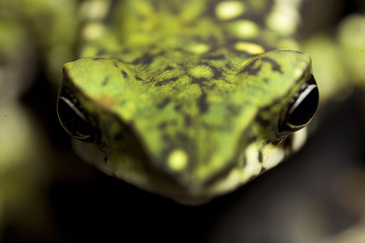 24 Hours: An Atelopus Laetissimos frog at a laboratory of the Los Andes University