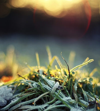 Green Shoots: Frost
