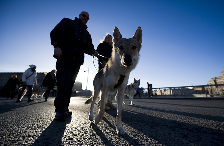 24 hours: A wolfdog is seen during a demonstration