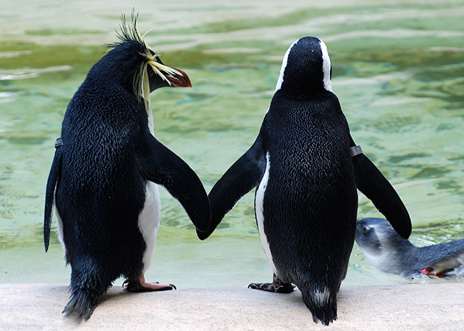 In pictures: affection: penguins