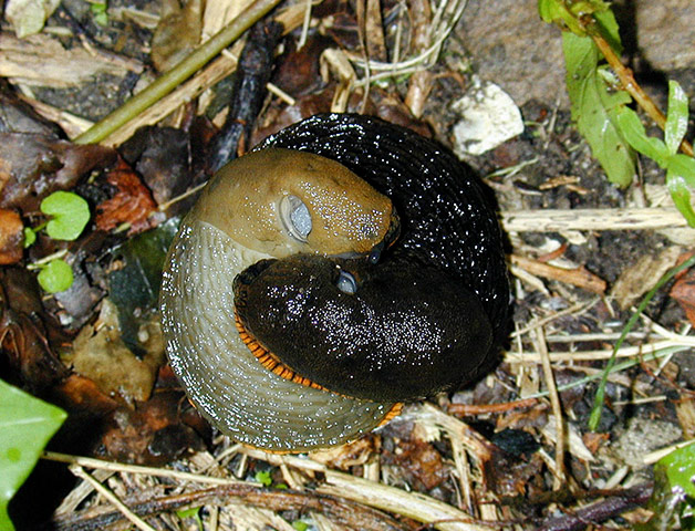 In pictures: affection: slugs