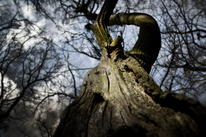 Green shoots: woodland on Flickr