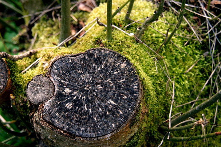 Green shoots: woodland on Flickr