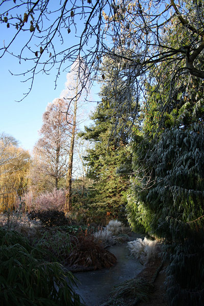 Green shoots: woodland on Flickr