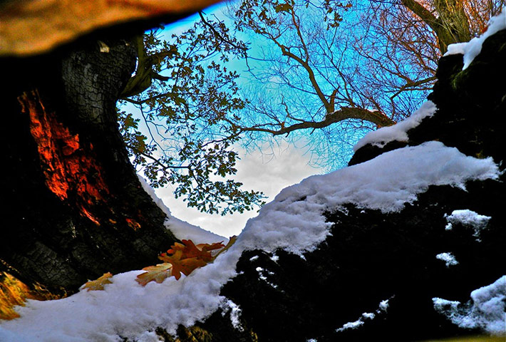 Green shoots: woodland on Flickr