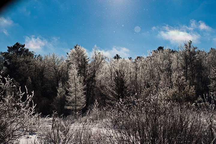 Green shoots: woodland on Flickr