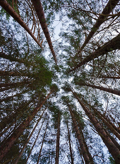 Green shoots: woodland on Flickr