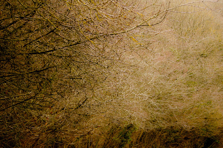 Green shoots: woodland on Flickr