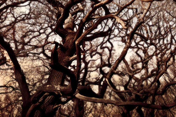 Green shoots: woodland on Flickr