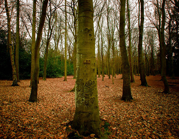 Green shoots: woodland on Flickr