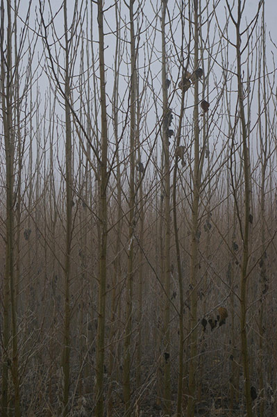 Green shoots: woodland on Flickr