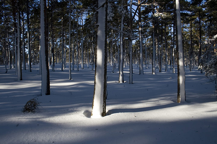 Green shoots: woodland on Flickr