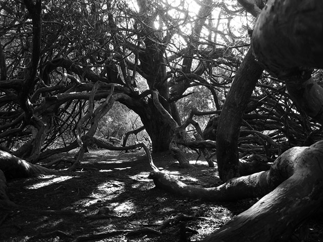 Green shoots: woodland on Flickr