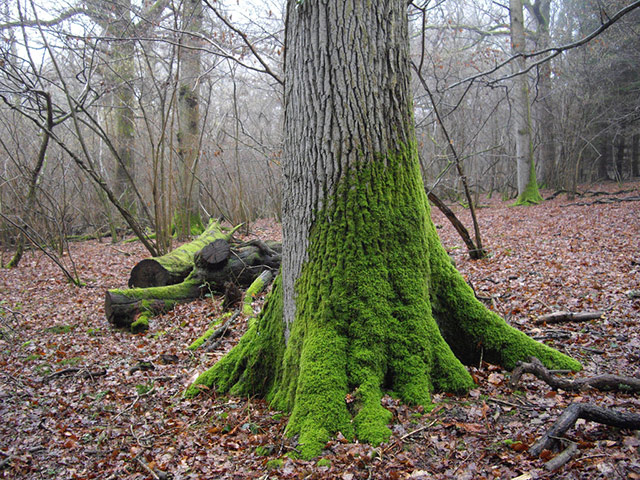 Green shoots: woodland on Flickr