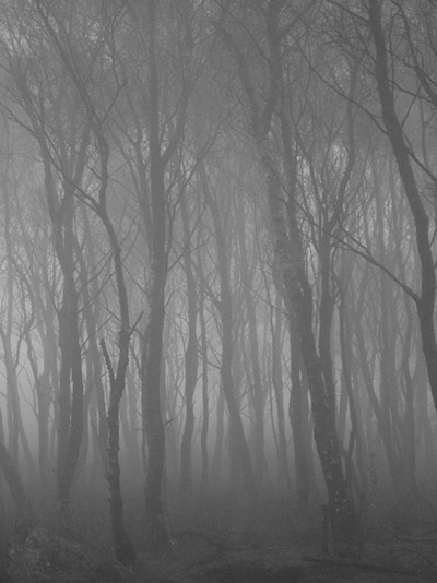 Green shoots: woodland on Flickr