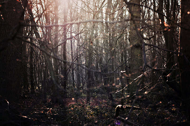 Green shoots: woodland on Flickr