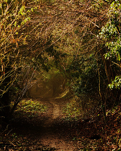 Green shoots: woodland on Flickr