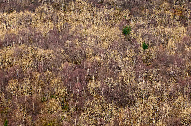 Green shoots: woodland on Flickr