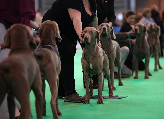 Crufts dog show: Weimaraners stand poised for judges, Crufts Dog Show