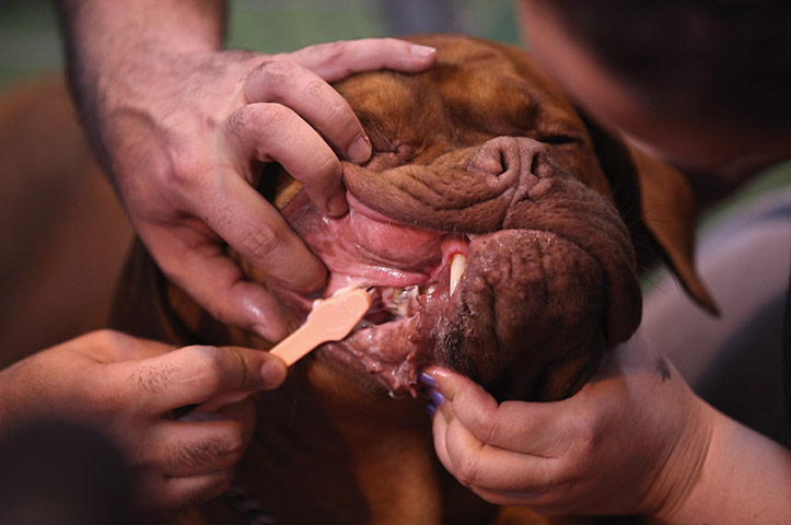 Crufts dog show: A Dogue de Bordeaux has his teeth cleaned , Crufts Dog Show