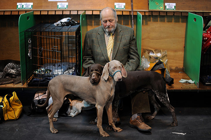 Crufts dog show: A man rests with his German Shorthaired Pointers, Crufts Dog Show