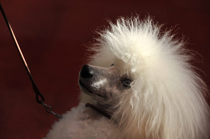 Crufts dog show: A toy poodle, Crufts dog show
