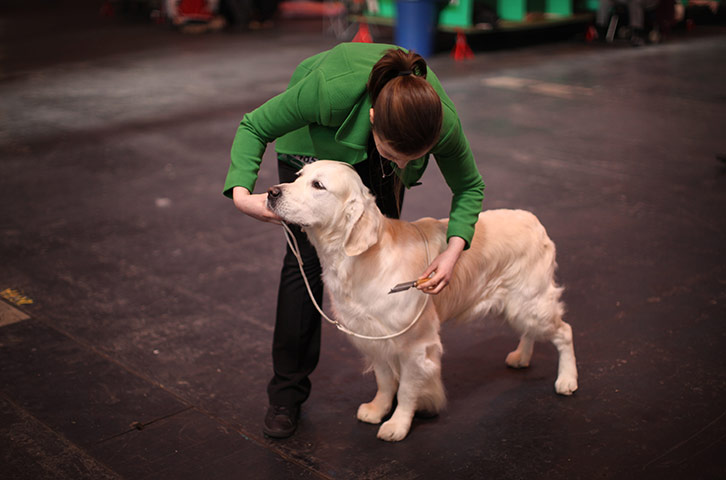 Crufts dog show: A Golden Retriever is groomed ready for the parade ring, Crufts Dog Show