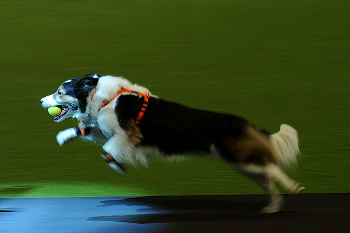 Crufts dog show: A Border Collie is pictured during a Fly Ball competition, Crufts dog show
