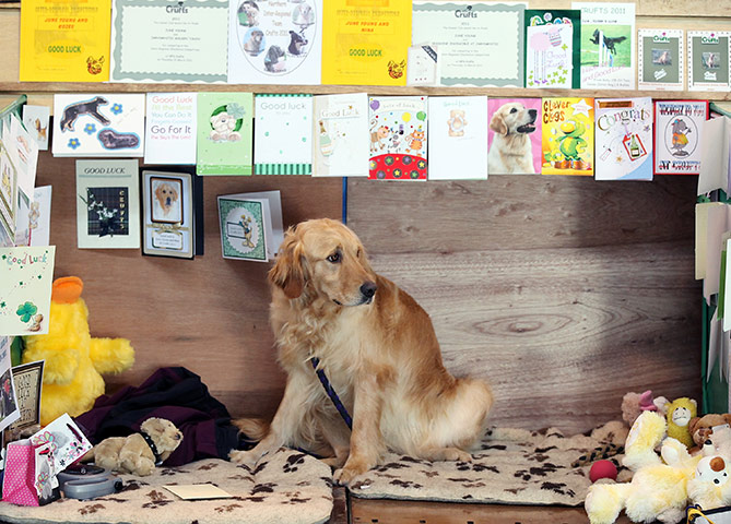 Crufts dog show: A dog surrounded by good luck cards, Crufts dog show